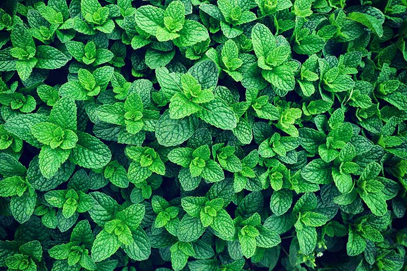 GARDEN MINT