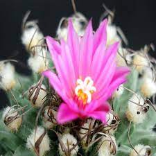 BAJA CACTUS BLOSSOM