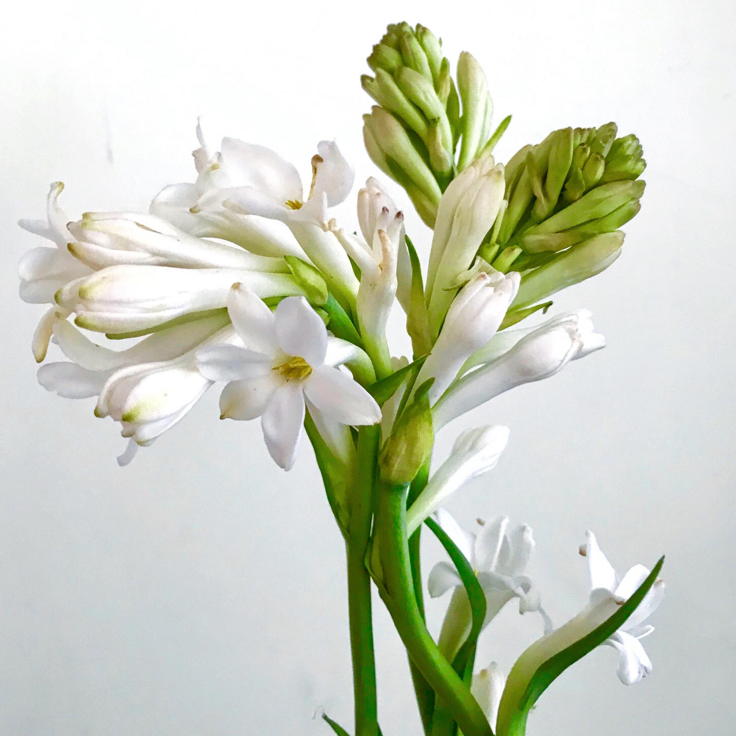 GARDENIA
