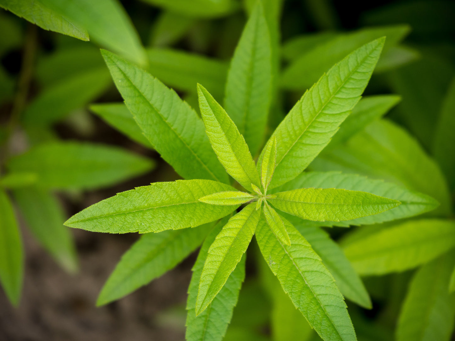 LEMON VERBENA