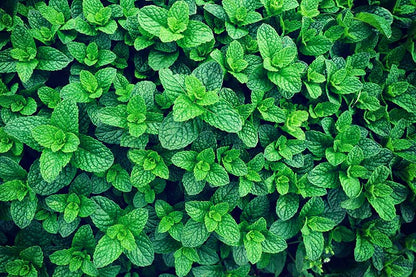 GARDEN MINT