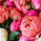 MAGNOLIA PEONY